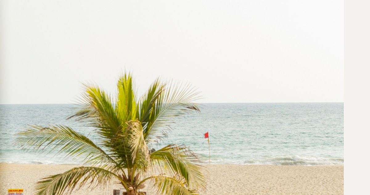 Palmera frente a la playa de Zicatela